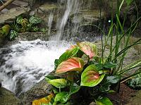 c2346 waterfall and plants 